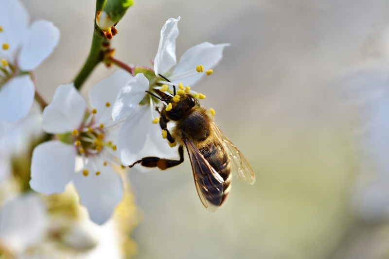 jardinerie-TOURNEFORT-min_bee-4092986